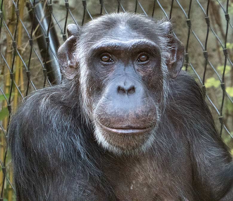 Schimpansin KITOTO am 3. November 2017 auf der Außenanlage am Menschenaffenhaus im Zoologischen Garten der Stadt Wuppertal