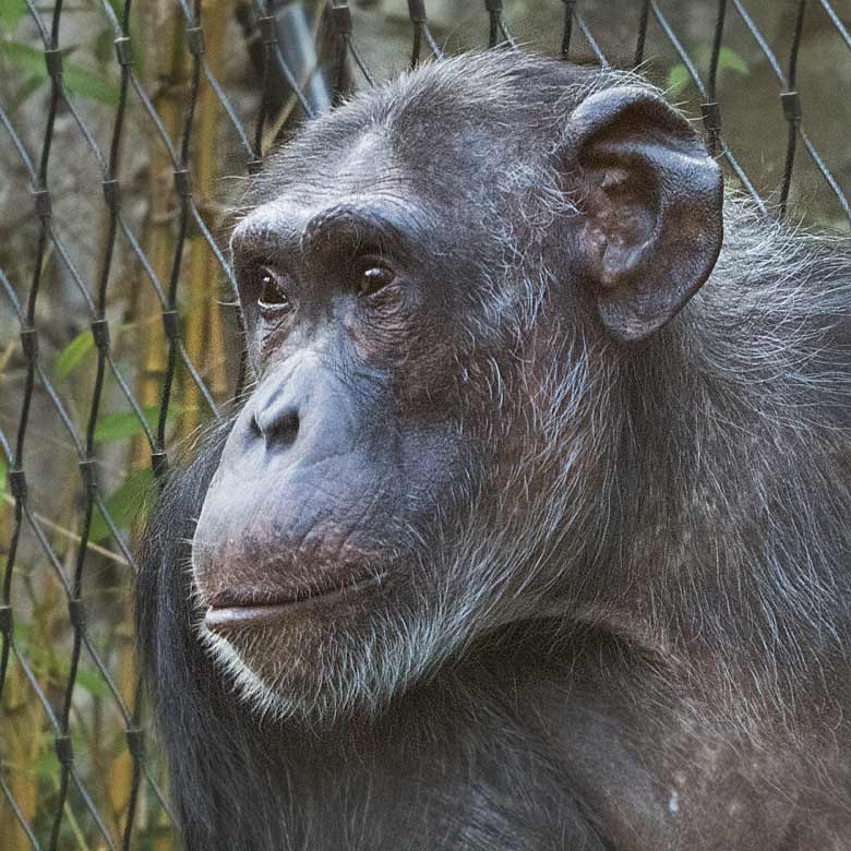 Schimpansin KITOTO am 3. November 2017 auf der Außenanlage am Menschenaffenhaus im Wuppertaler Zoo
