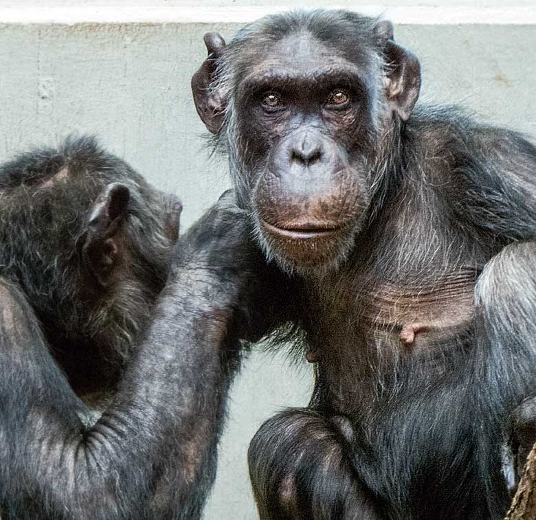 Fellpflege bei Schimpansin KITOTO am 13. Januar 2018 im Menschenaffenhaus im Grünen Zoo Wuppertal