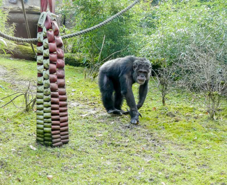Schimpanse EPULU am 25. März 2018 auf der Außenanlage im Grünen Zoo Wuppertal