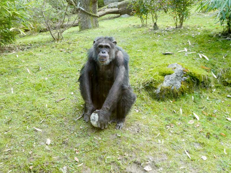 Schimpanse EPULU am 25. März 2018 auf der Außenanlage im Zoo Wuppertal