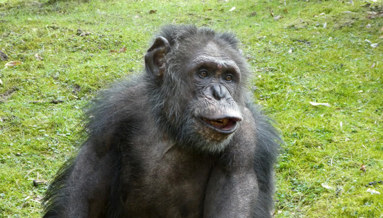 Schimpanse EPULU am 25. März 2018 auf der Außenanlage im Wuppertaler Zoo