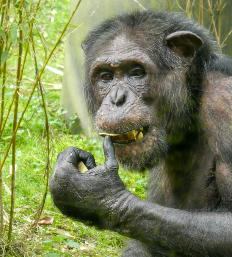 Schimpanse EPULU am 14. April 2018 auf der Außenanlage am Menschenaffenhaus im Zoologischen Garten Wuppertal