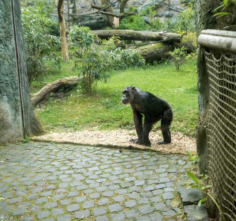 Schimpansin KITOTO am 28. April 2018 auf der Außenanlage im Zoologischen Garten Wuppertal