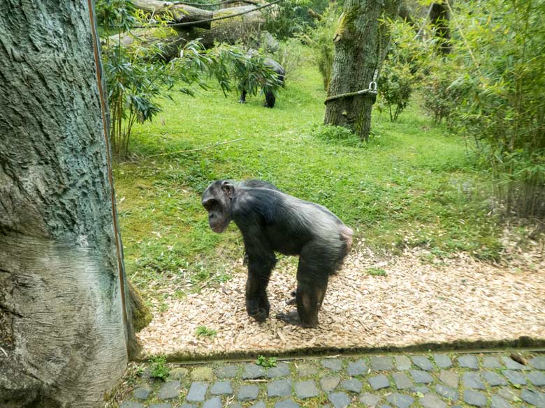 Schimpansin KITOTO am 28. April 2018 auf der Außenanlage im Zoo Wuppertal