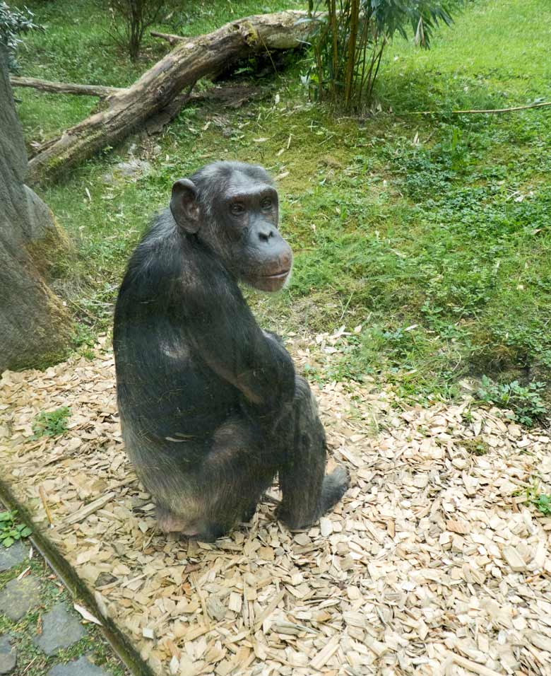 Schimpansin KITOTO am 28. April 2018 auf der Außenanlage im Wuppertaler Zoo