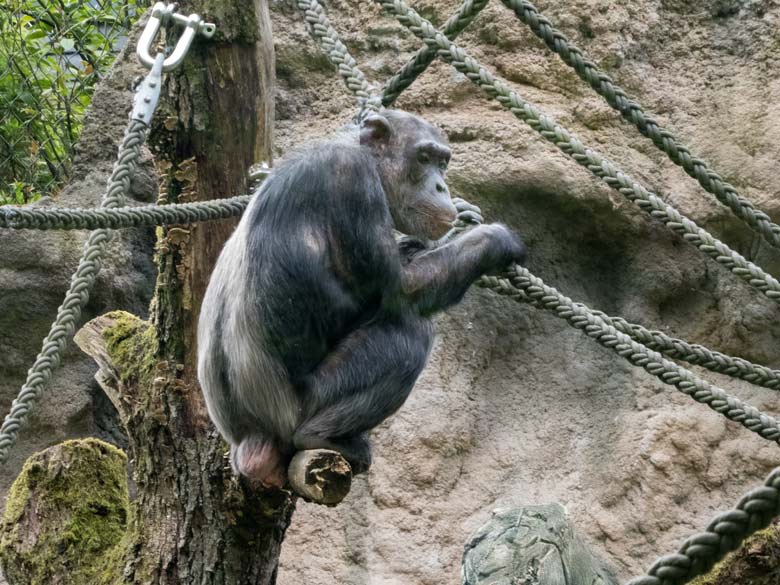 Schimpansin KITOTO am 28. April 2018 auf der Außenanlage im Grünen Zoo Wuppertal