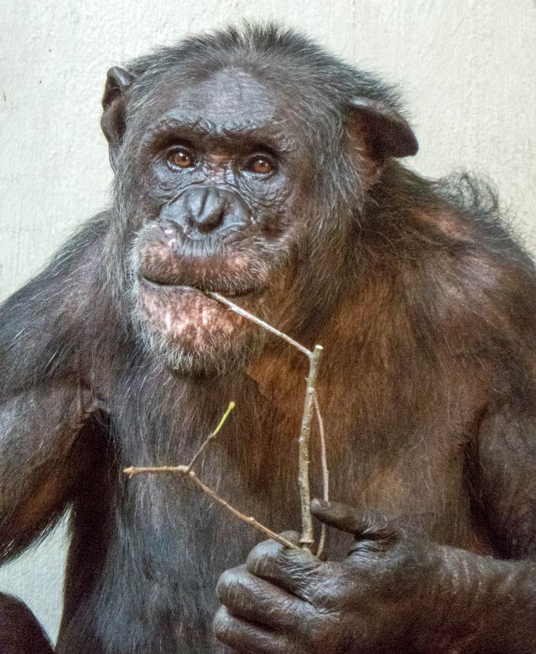 Schimpanse EPULU am 9. Juni 2018 im Zoologischen Garten der Stadt Wuppertal