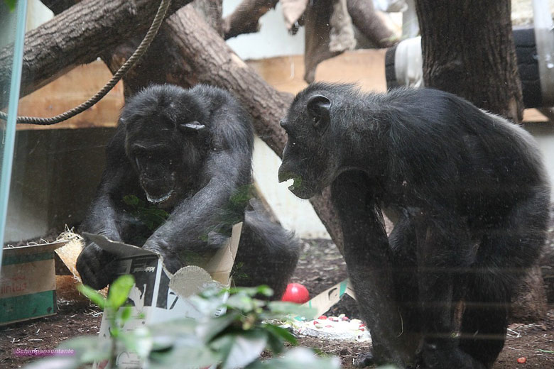 Schimpanse Epulu und Schimpansin Kitoto am 23. Juni 2018 im Menschenaffenhaus im Grünen Zoo Wuppertal (Foto Schimpansentante)