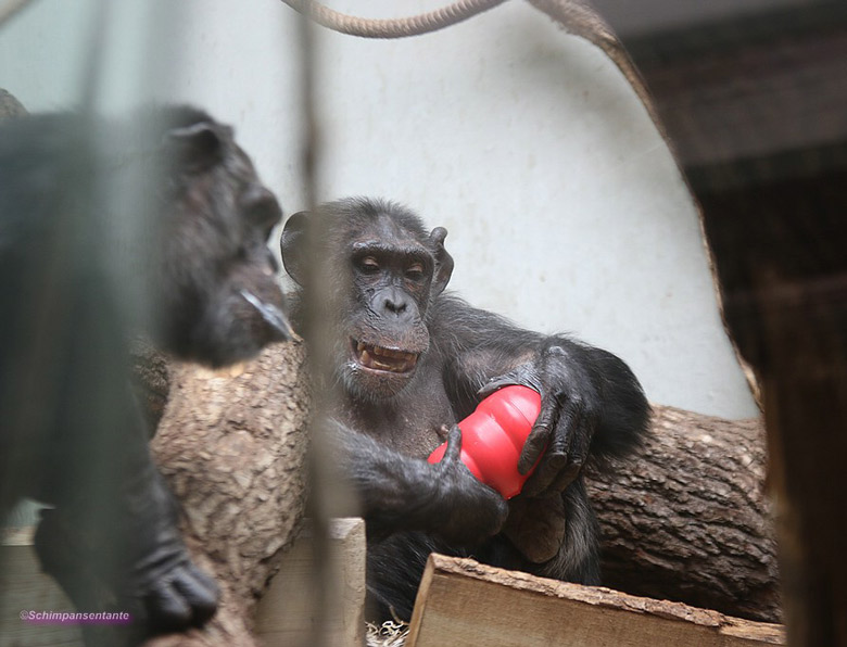 Schimpanse Epulu und Schimpansin Kitoto am 23. Juni 2018 im Menschenaffenhaus im Zoologischen Garten Wuppertal (Foto Schimpansentante)