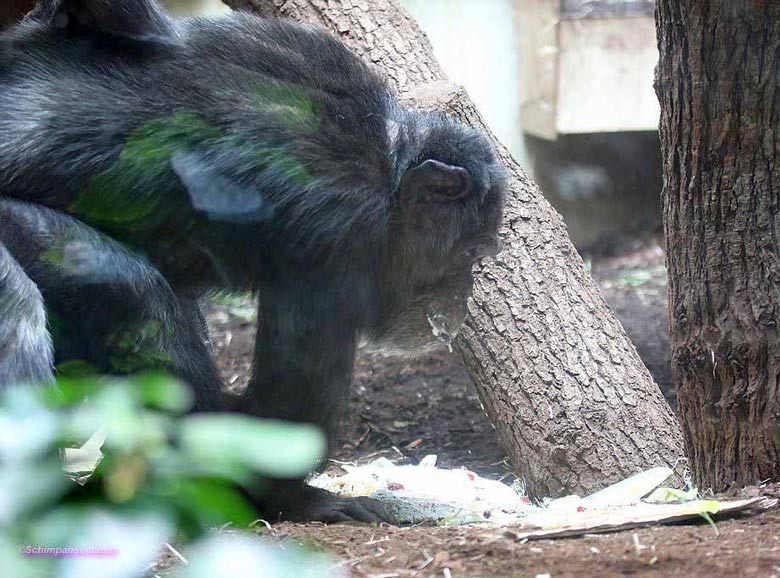 Schimpanse Epulu mit Geburtstagstorte am 23. Juni 2018 im Menschenaffenhaus im Grünen Zoo Wuppertal (Foto Schimpansentante)