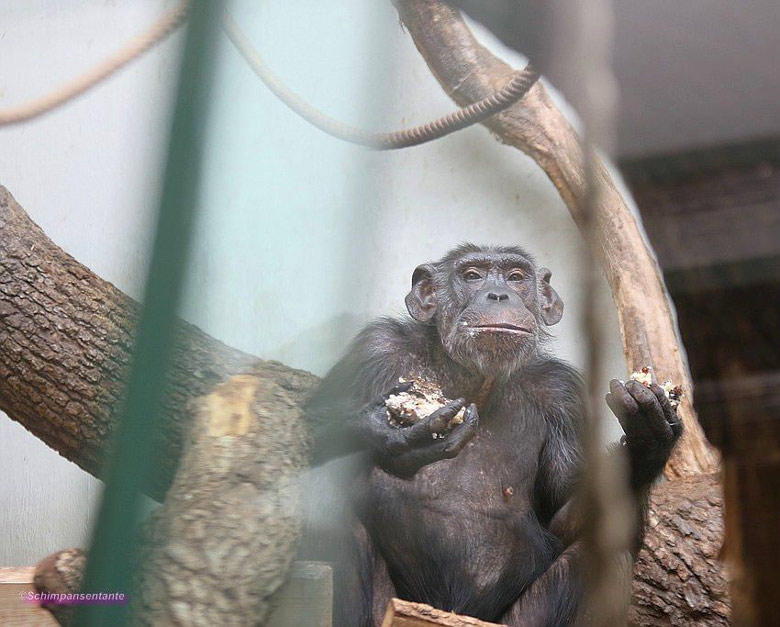 Schimpansin Kitoto mit einem Teil der Geburtstagstorte am 23. Juni 2018 im Menschenaffenhaus im Zoo Wuppertal (Foto Schimpansentante)