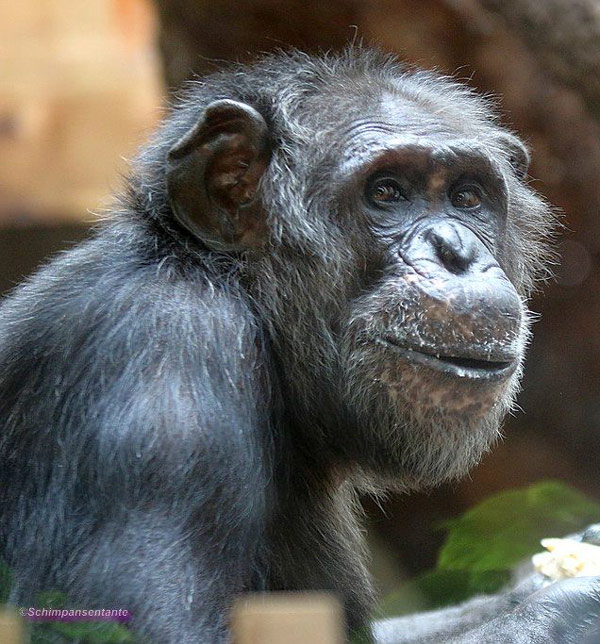 Schimpanse Epulu am 23. Juni 2017 im Menschenaffenhaus im Wuppertaler Zoo​ (Foto Schimpansentante)
