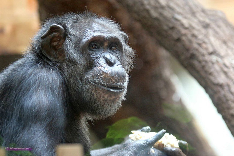 Schimpanse Epulu am 23. Juni 2018 im Menschenaffenhaus im Wuppertaler Zoo (Foto Schimpansentante)