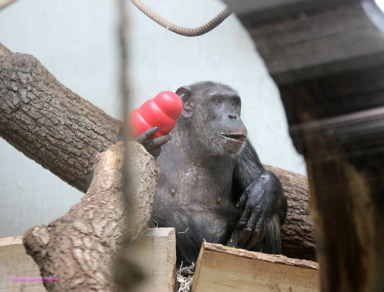 Schimpansin Kitoto am 23. Juni 2018 im Menschenaffenhaus im Grünen Zoo Wuppertal (Foto Schimpansentante)
