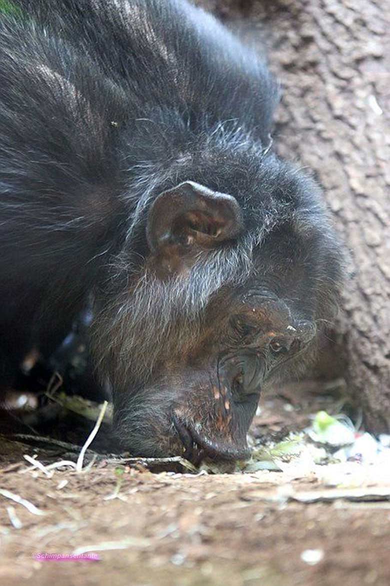 Schimpanse Epulu am 23. Juni 2018 im Menschenaffenhaus im Zoo Wuppertal (Foto Schimpansentante)