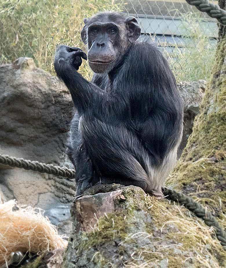 Schimpansin KITOTO am 29. Juli 2018 auf der Außenanlage am Menschenaffenhaus im Wuppertaler Zoo