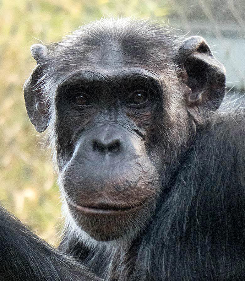 Schimpansin KITOTO am 29. Juli 2018 auf der Außenanlage am Menschenaffenhaus im Zoo Wuppertal