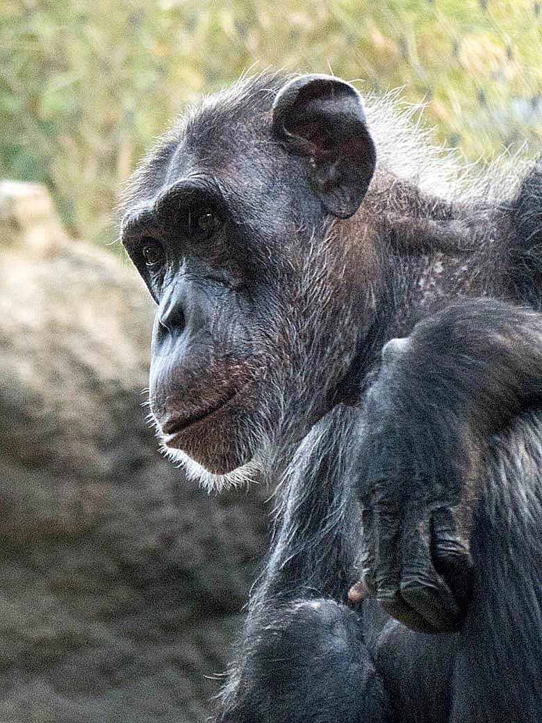 Schimpansin KITOTO am 29. Juli 2018 auf der Außenanlage am Menschenaffenhaus imZoologischen Garten Wuppertal