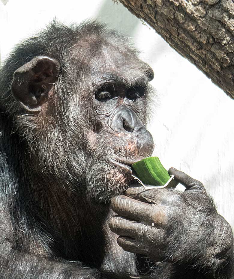 Schimpanse EPULU am 18. August 2018 im Innengehege im Menschenaffenhaus im Grünen Zoo Wuppertal