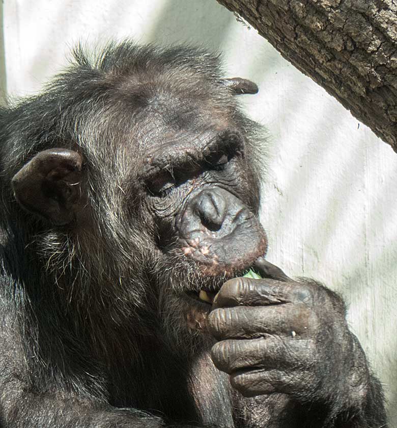 Schimpanse EPULU am 18. August 2018 im Innengehege im Menschenaffenhaus im Wuppertaler Zoo