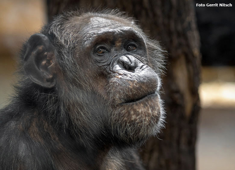 Schimpanse EPULU am 18. Dezember 2018 im Innengehege im Menschenaffen-Haus im Grünen Zoo Wuppertal (Foto Gerrit Nitsch)