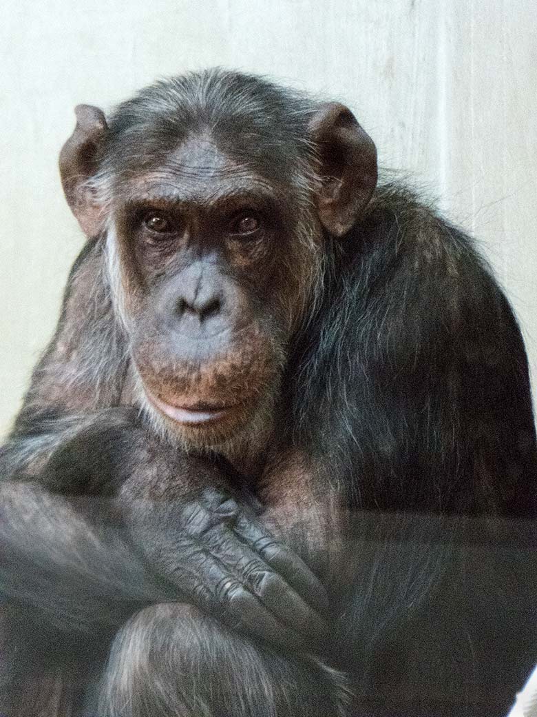 Schimpansen-Weibchen KITOTO am 17. Februar 2019 im Menschenaffen-Haus im Grünen Zoo Wuppertal
