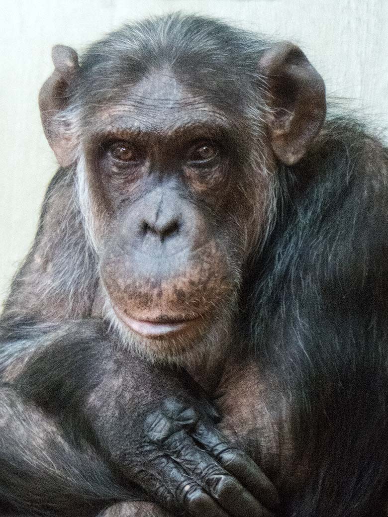 Schimpansin KITOTO am 17. Februar 2019 im Menschenaffen-Haus im Zoologischen Garten Wuppertal