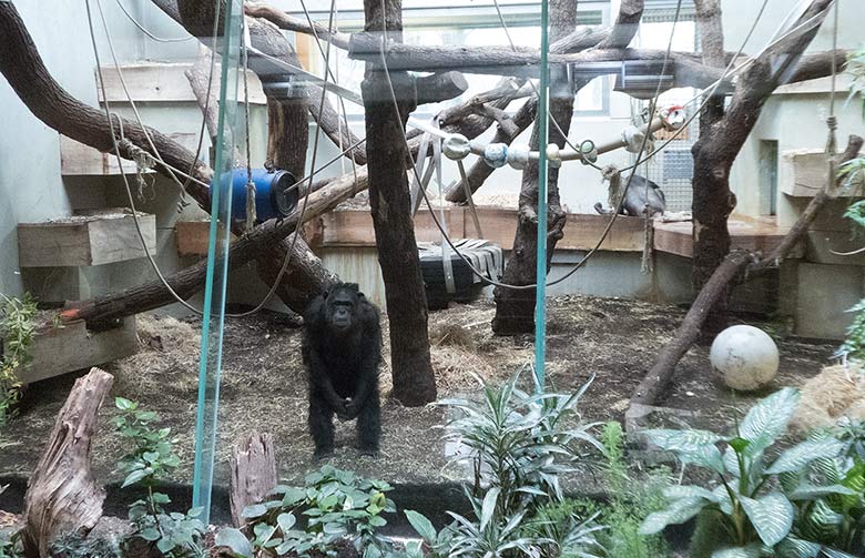 Schimpanse EPULU am 17. März 2019 im Menschenaffen-Haus im Grünen Zoo Wuppertal