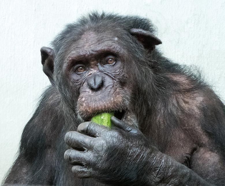 Schimpanse EPULU am 17. März 2019 im Menschenaffen-Haus im Wuppertaler Zoo