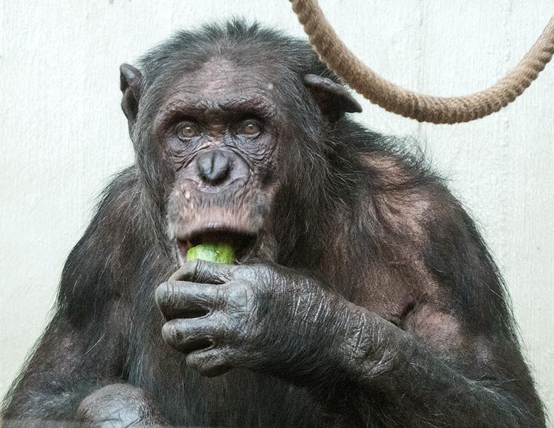 Schimpanse EPULU am 17. März 2019 im Menschenaffen-Haus im Zoologischen Garten Wuppertal