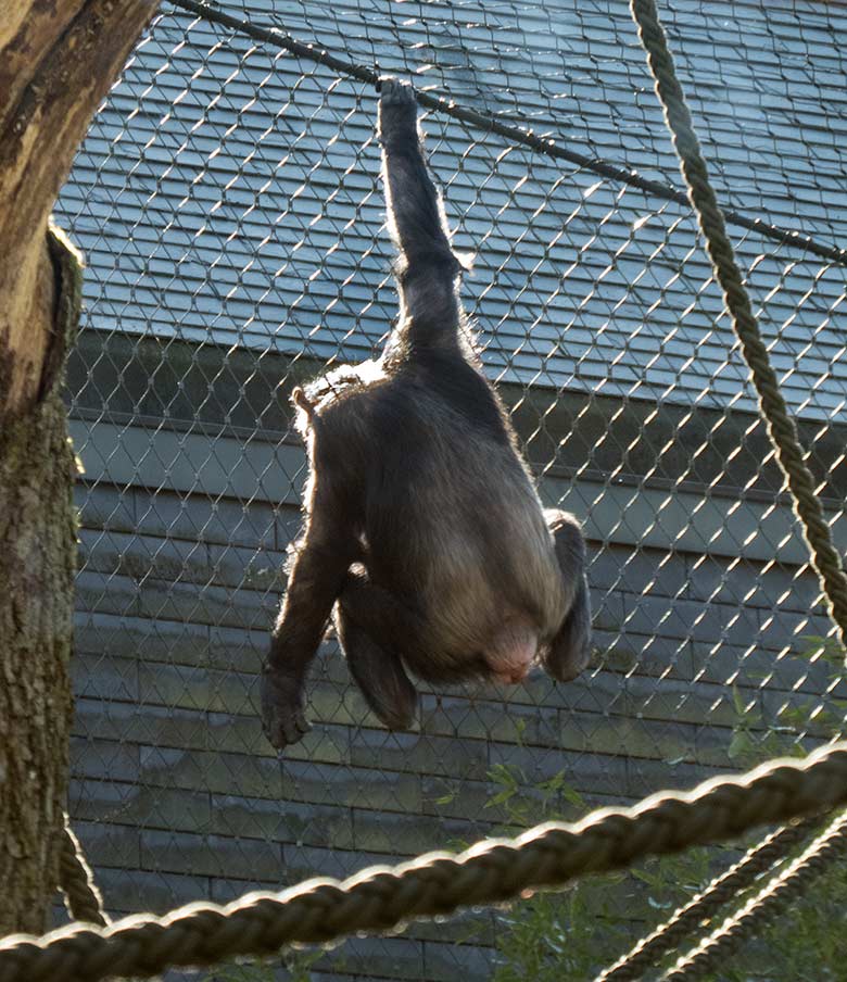 Schimpansin KITOTO am 22. März 2019 am Drahtnetz der Außenanlage am Menschenaffen-Haus im Grünen Zoo Wuppertal