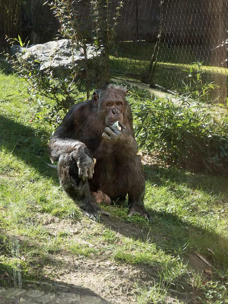 Männlicher Schimpanse EPULU am 22. März 2019 auf der Außenanlage am Menschenaffen-Haus im Zoo Wuppertal