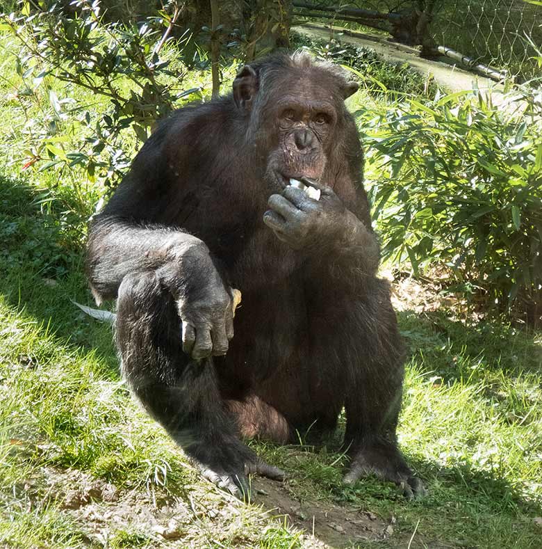 Schimpanse EPULU am 22. März 2019 auf der Außenanlage am Menschenaffen-Haus im Wuppertaler Zoo