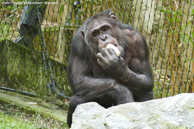 Schimpanse EPULU am 28. März 2019 auf der Außenanlage am Menschenaffen-Haus im Grünen Zoo Wuppertal (Foto Claudia Böckstiegel-Wengler)