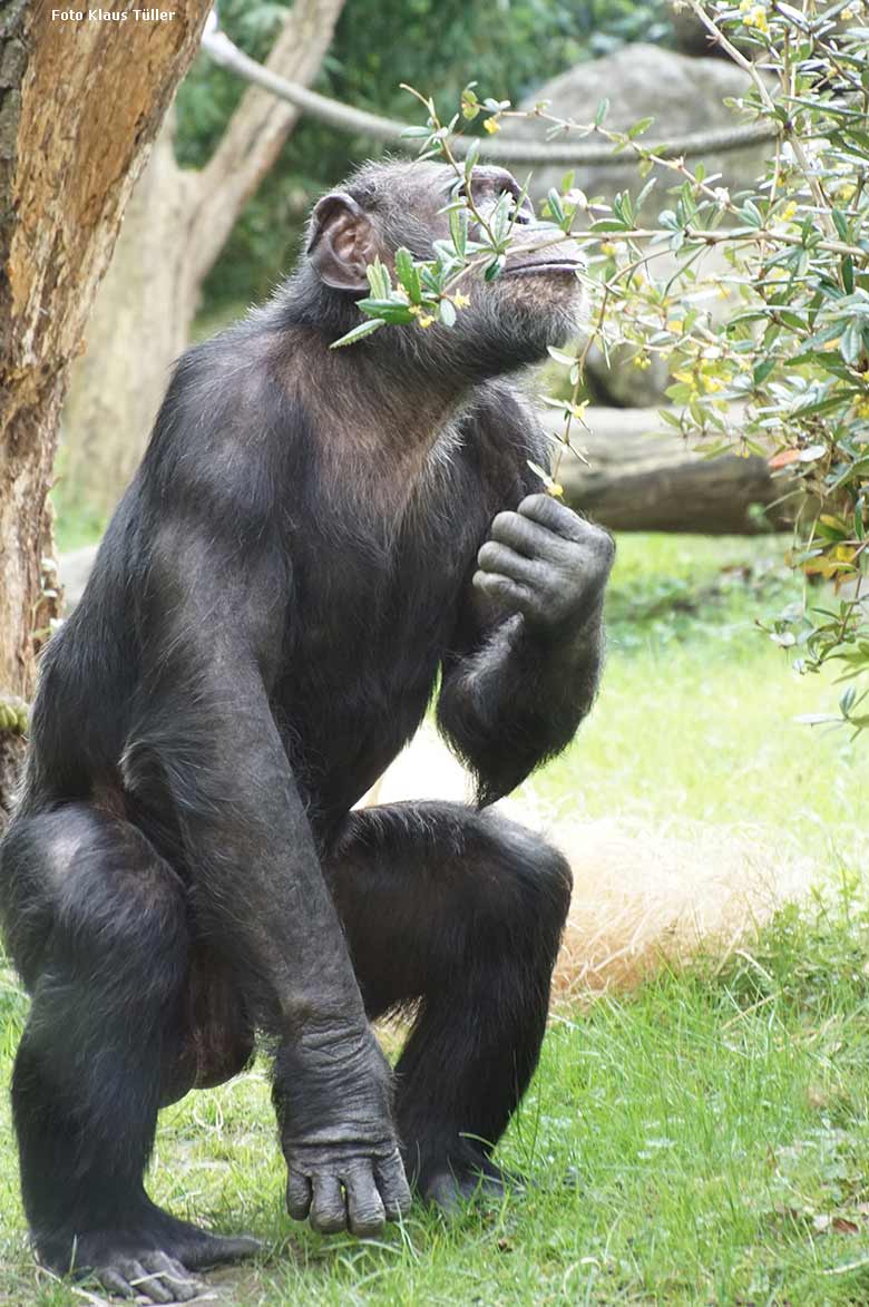Schimpanse EPULU am 15. April 2019 auf der Außenanlage im Grünen Zoo Wuppertal (Foto Klaus Tüller)