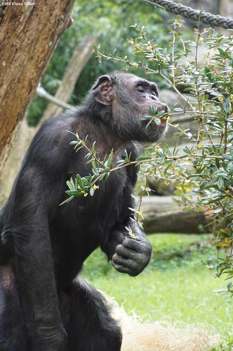 Schimpanse EPULU am 15. April 2019 auf der Außenanlage im Zoo Wuppertal (Foto Klaus Tüller)