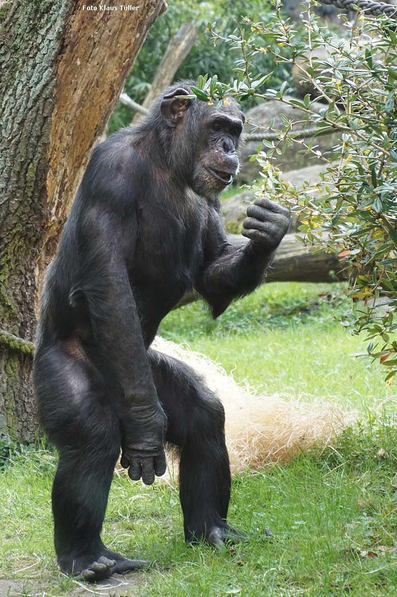 Schimpanse EPULU am 15. April 2019 auf der Außenanlage im Zoologischen Garten Wuppertal (Foto Klaus Tüller)