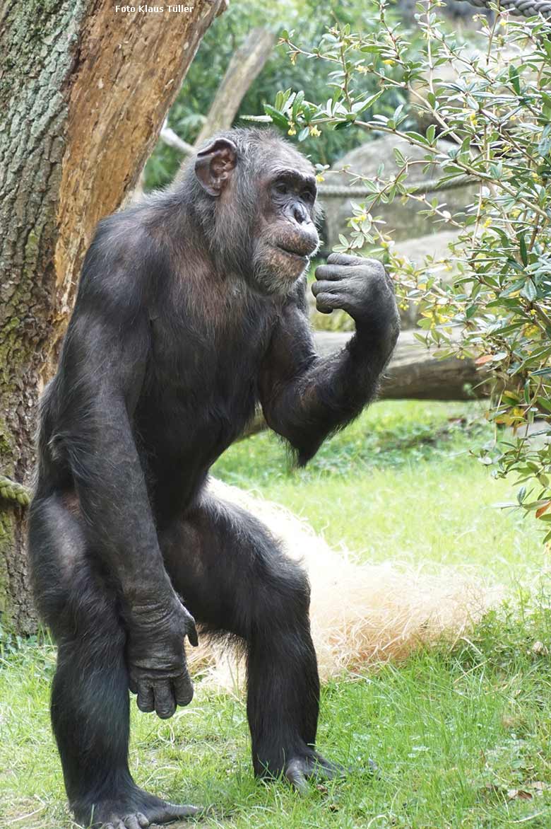 Schimpanse EPULU am 15. April 2019 auf der Außenanlage im Wuppertaler Zoo (Foto Klaus Tüller)