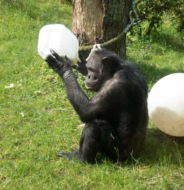 Schimpanse EPULU am 19. Mai 2019 auf der Außenanlage am Menschenaffen-Haus im Grünen Zoo Wuppertal