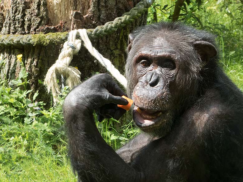 Schimpanse EPULU am 19. Mai 2019 auf der Außenanlage am Menschenaffen-Haus im Zoologischen Garten Wuppertal
