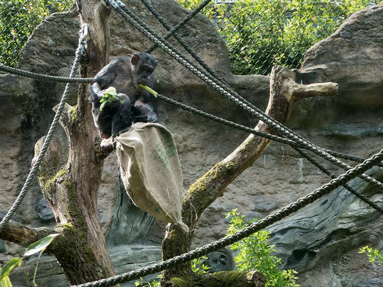 Schimpansin KITOTO am 19. Mai 2019 auf der Außenanlage am Menschenaffen-Haus im Grünen Zoo Wuppertal