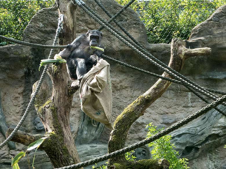 Schimpansin KITOTO am 19. Mai 2019 auf der Außenanlage am Menschenaffen-Haus im Zoo Wuppertal