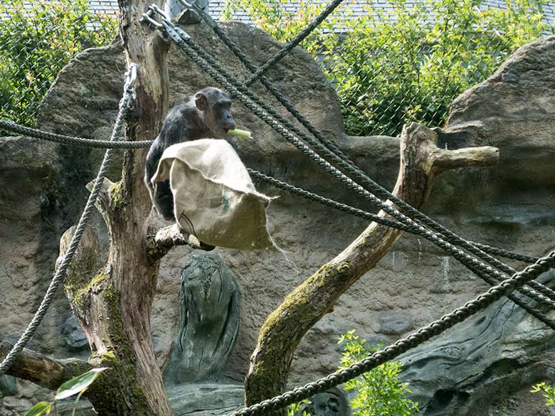 Schimpansin KITOTO am 19. Mai 2019 auf der Außenanlage am Menschenaffen-Haus im Wuppertaler Zoo