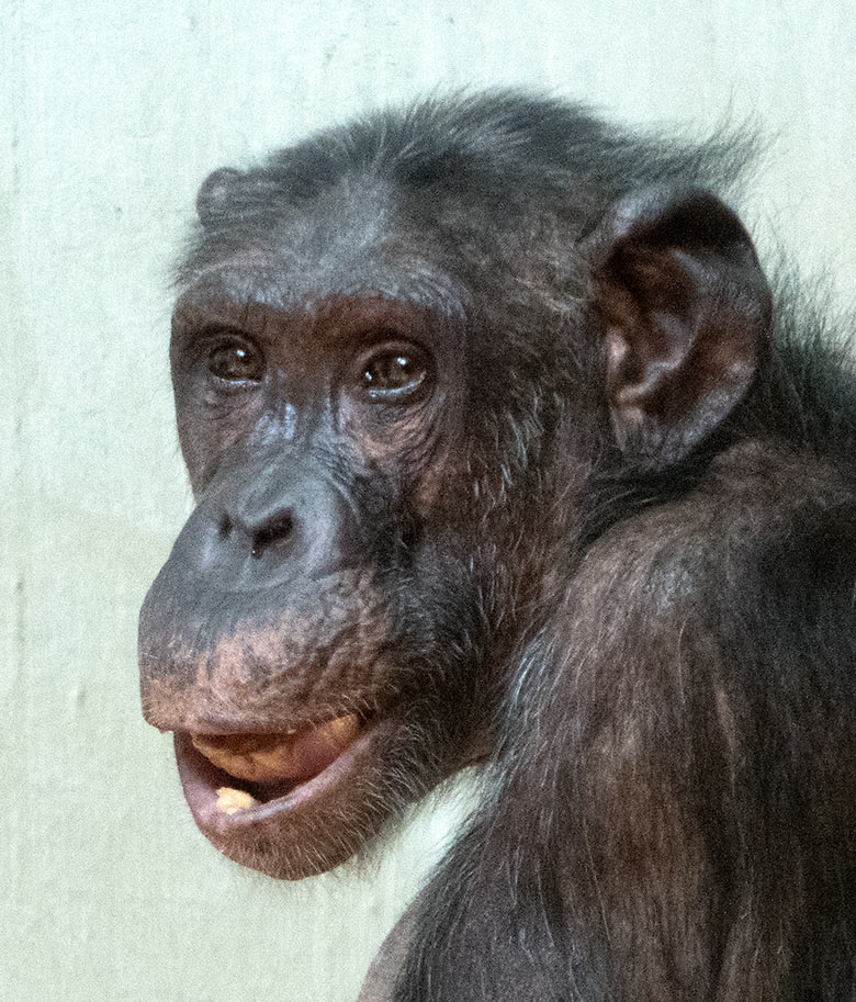 Schimpansin KITOTO im Juni 2019 im Menschenaffen-Haus im Wuppertaler Zoo