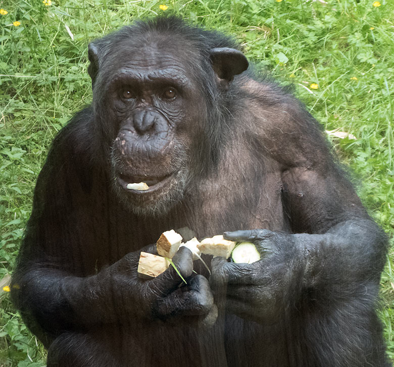 Schimpanse EPULU im Juni 2019 auf der Außenanlage im Grünen Zoo Wuppertal