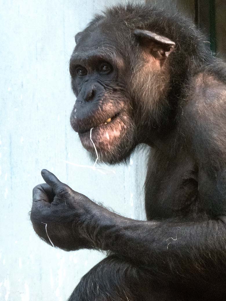 Schimpanse EPULU am 23. Juni 2019 im Menschenaffen-Haus im Grünen Zoo Wuppertal