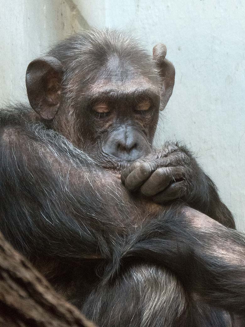 Schimpansin KITOTO am 23. Juni 2019 im Menschenaffen-Haus im Zoologischen Garten Wuppertal