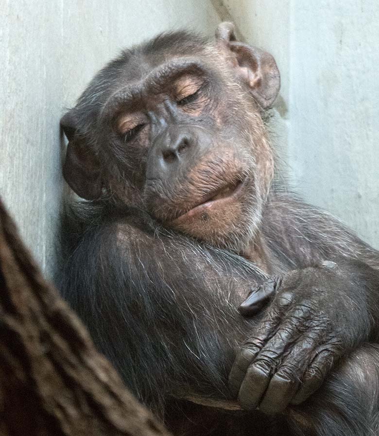 Schimpansin KITOTO am 23. Juni 2019 im Menschenaffen-Haus im Wuppertaler Zoo