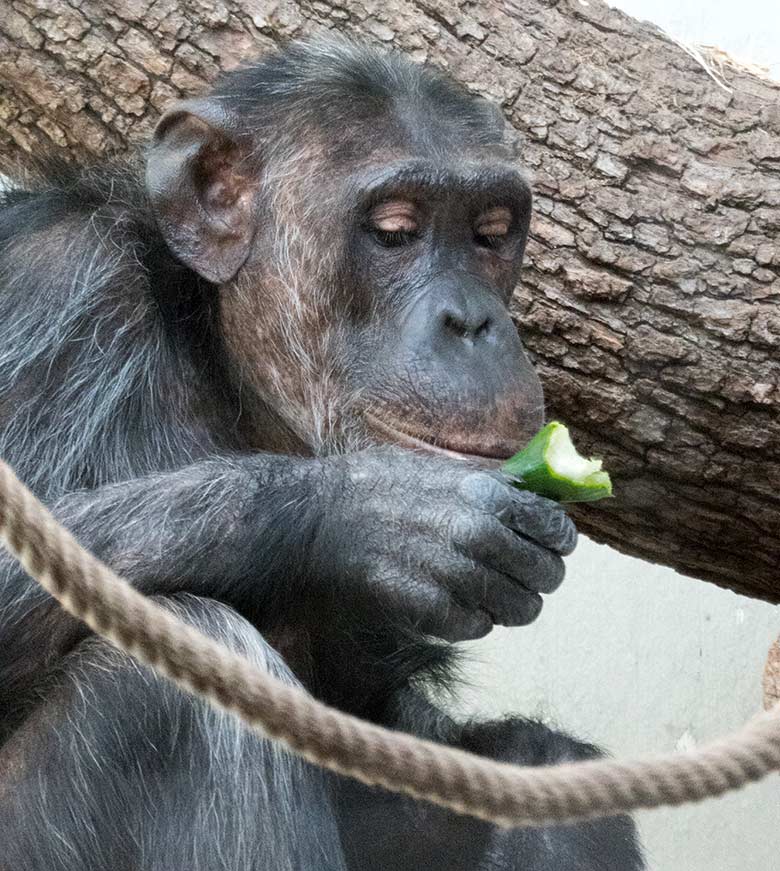 Schimpansin KITOTO am 11. August 2019 im Innengehege im Menschenaffen-Haus im Grünen Zoo Wuppertal